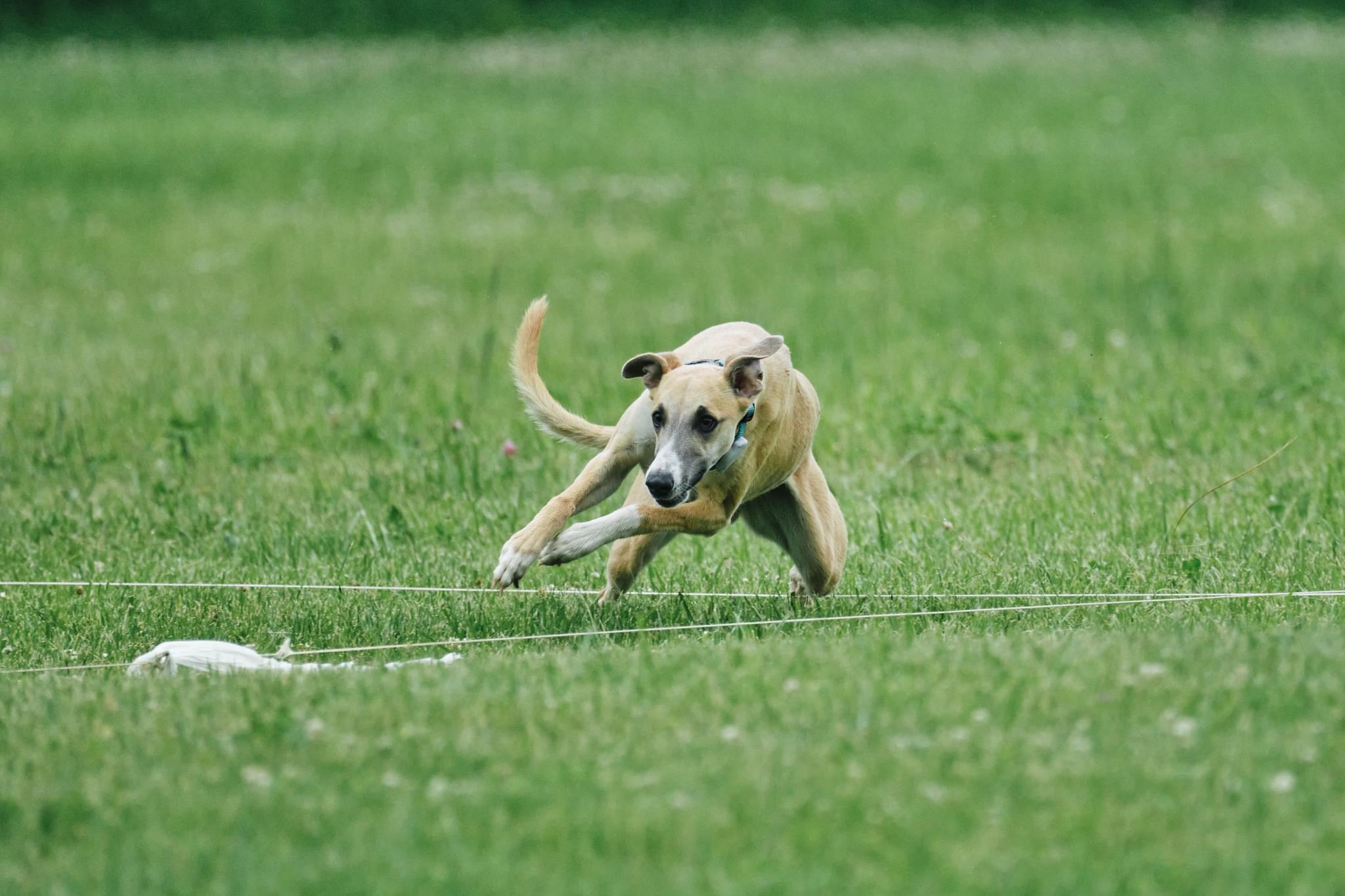 Lure Coursing