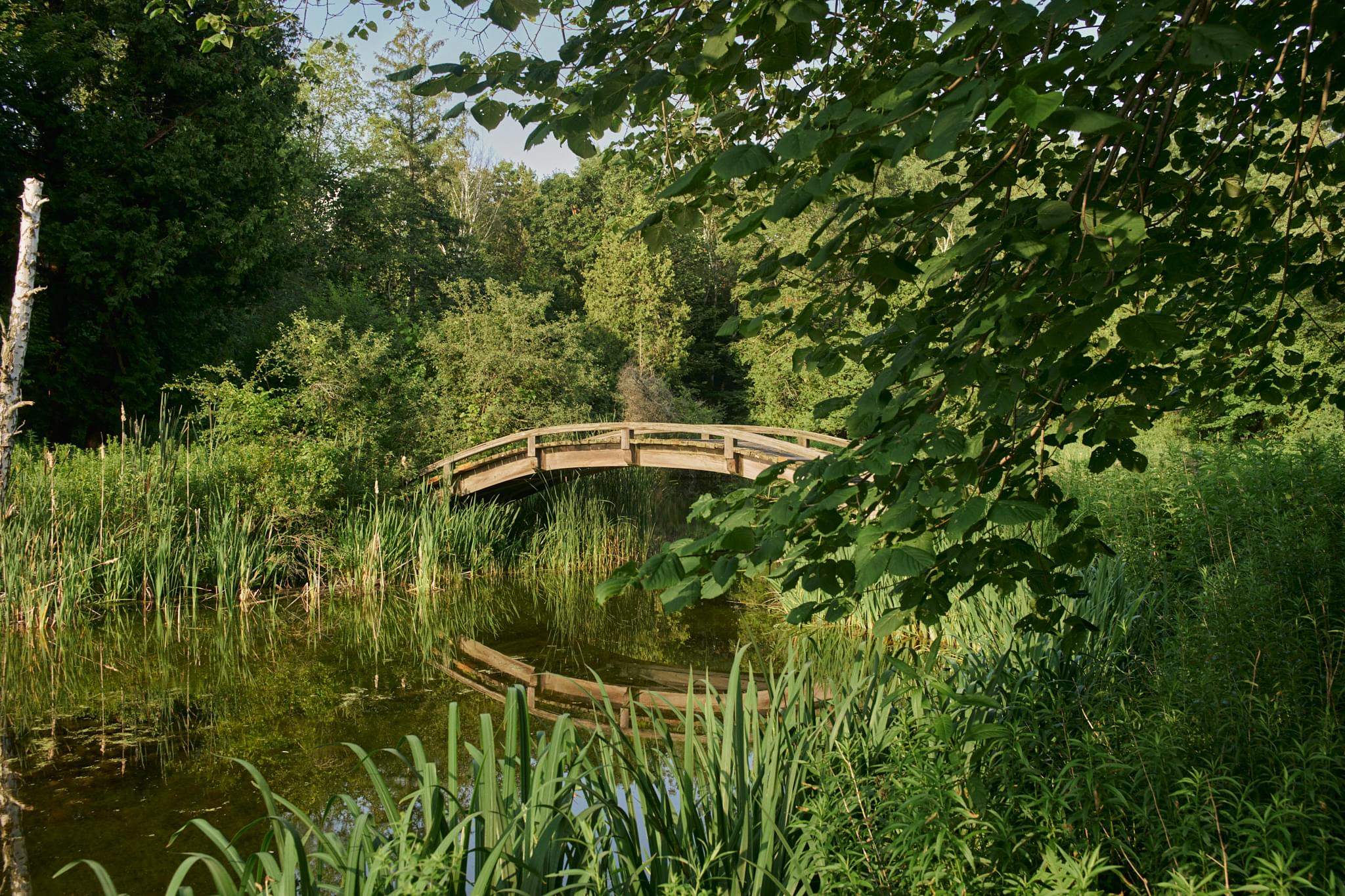 Picturesque bridge in forest