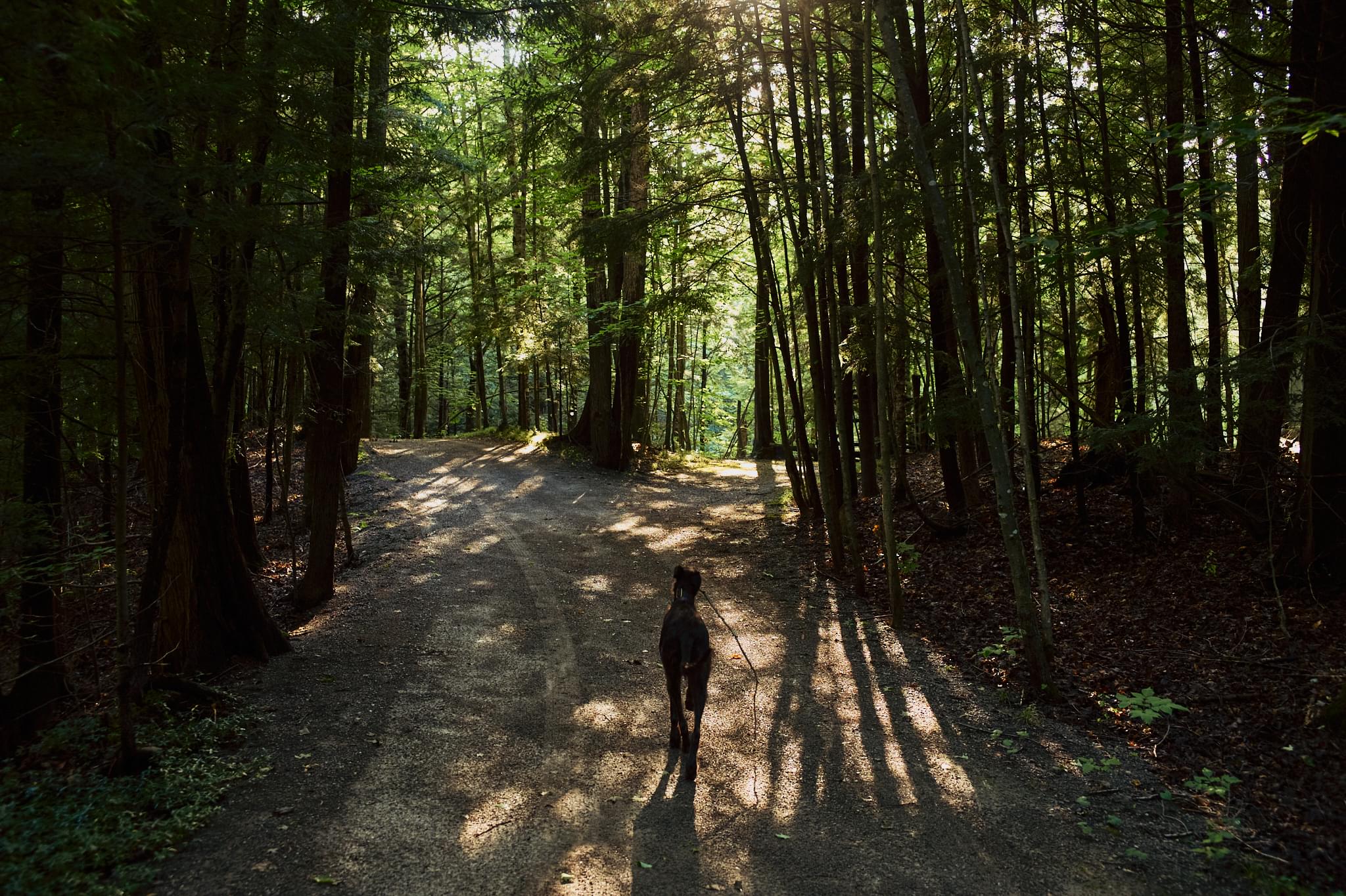 Deerhound and fork in road