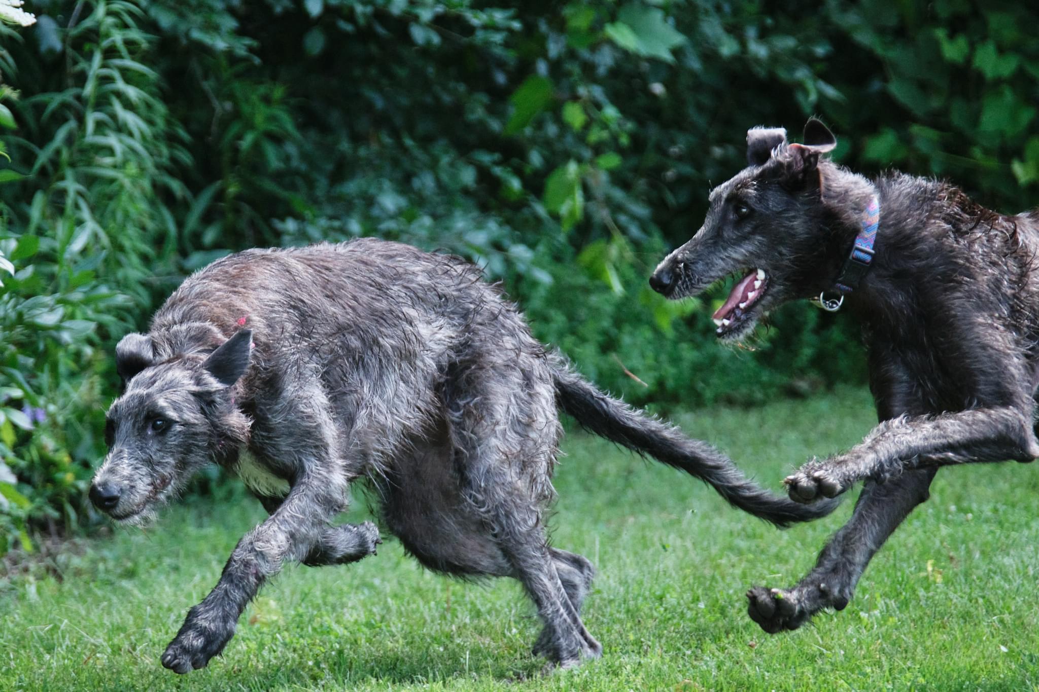 Deerhounds playing chase