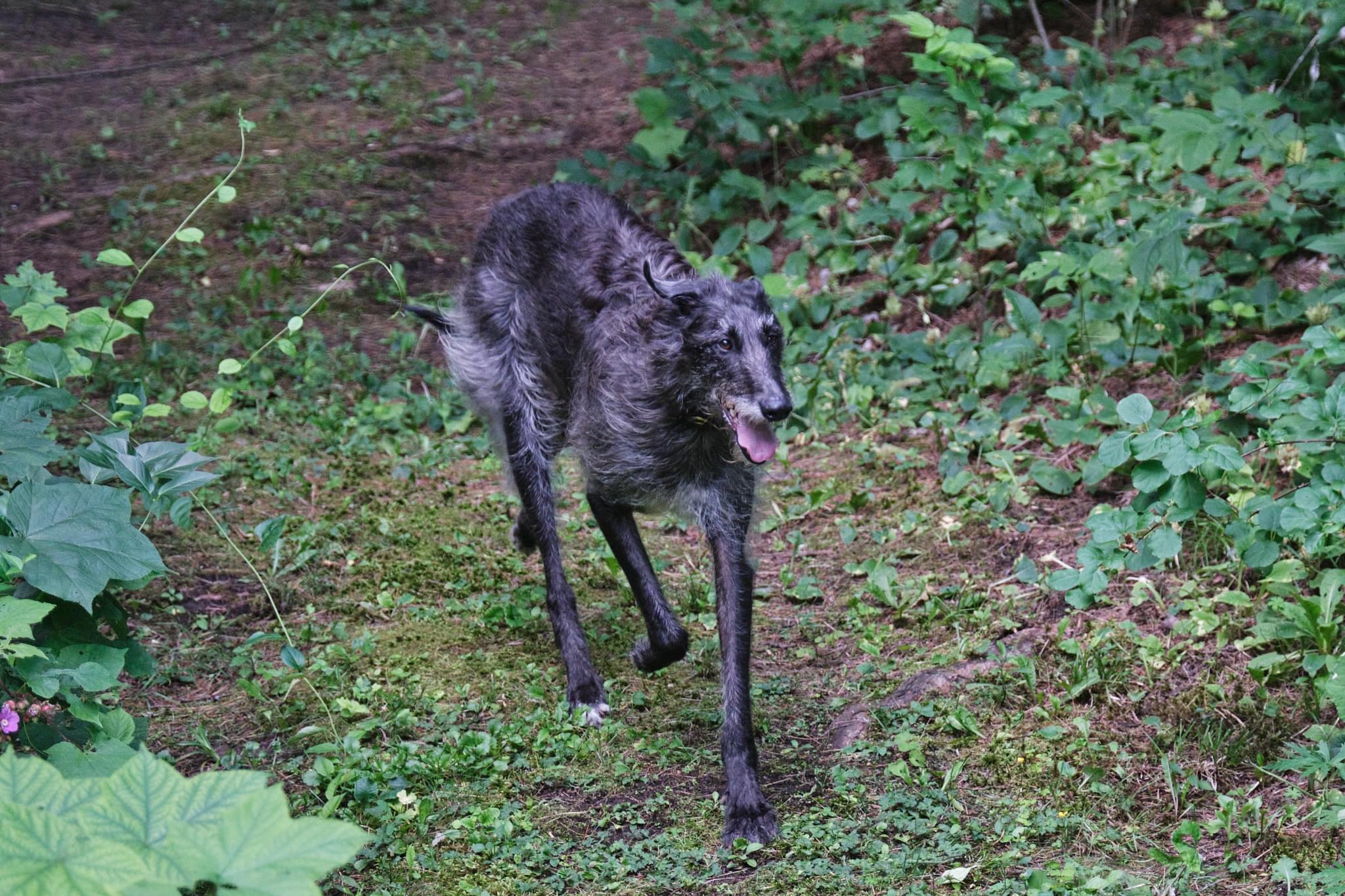 Elder Deerhound