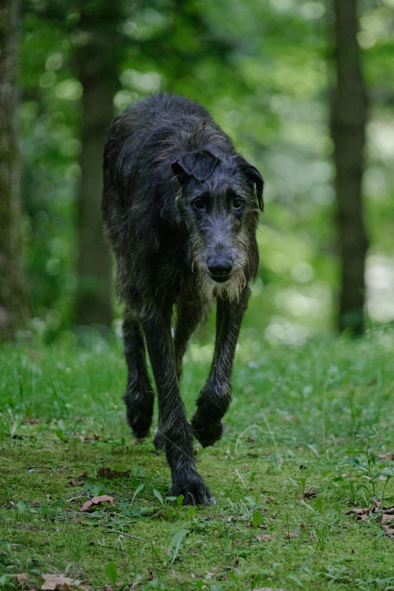 Scottish Deerhound