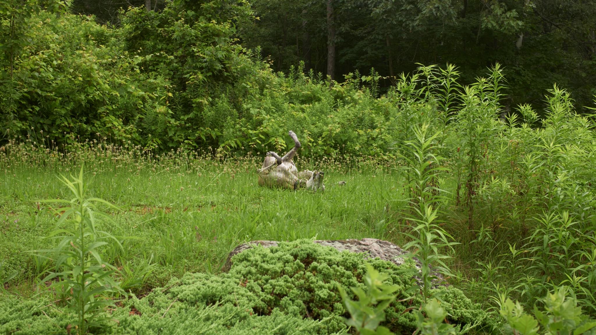 Roaching greyhound