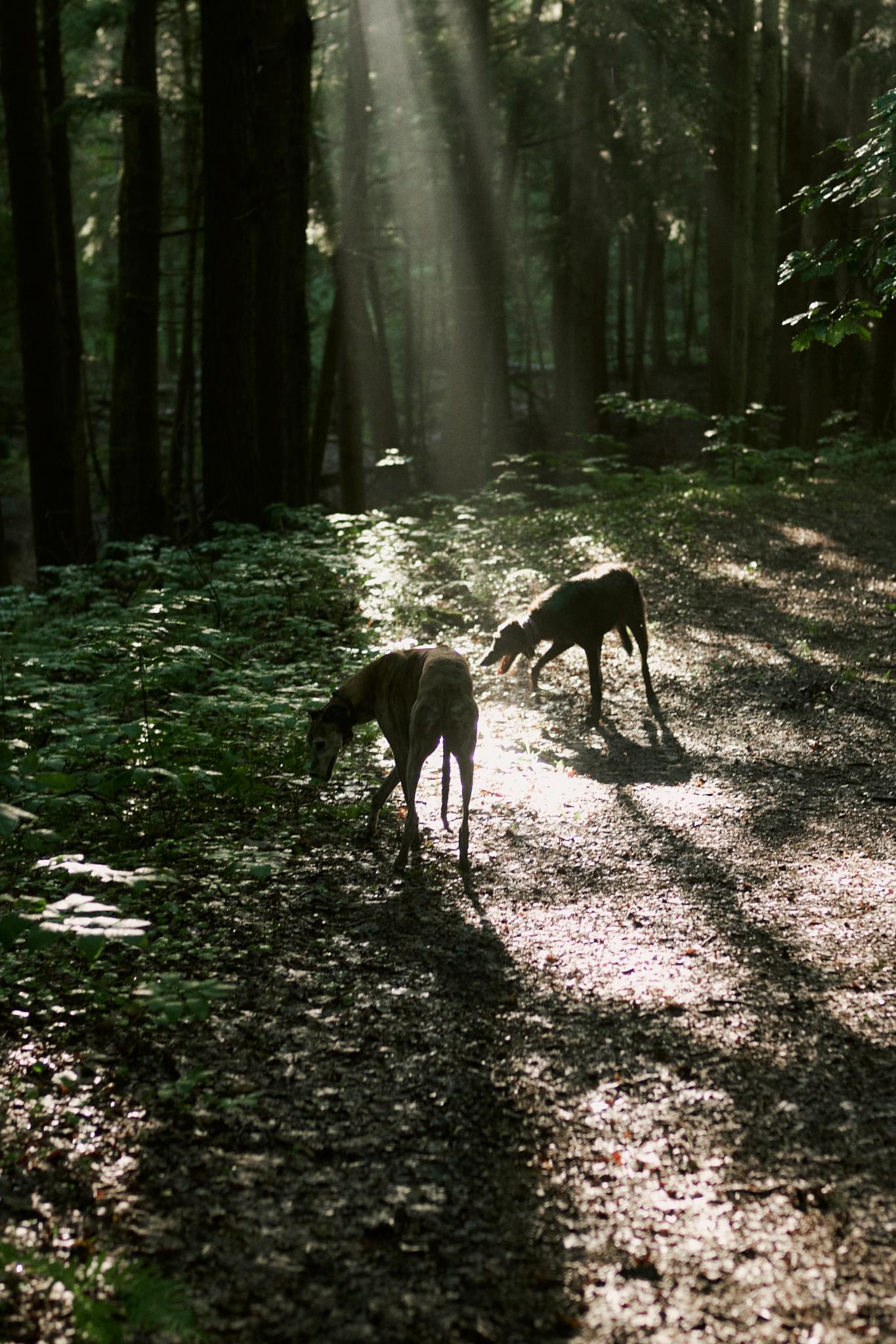 Hounds in the spotlight