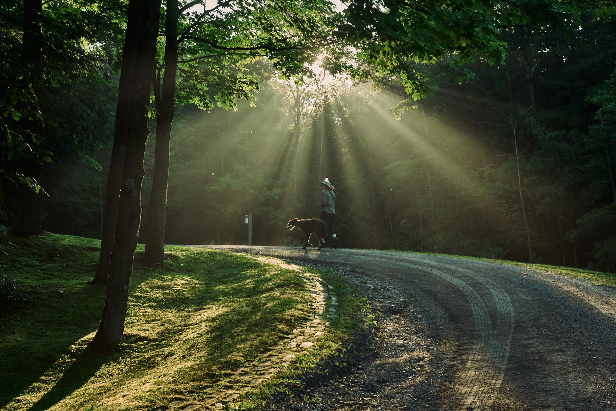 Hound and friend with light